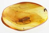 Detailed Fossil Wasp (Sphecidae) In Baltic Amber #321895-1